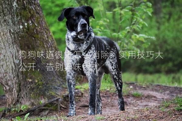 狗狗味道很重怎么消除？实用技巧大公开，告别异味困扰