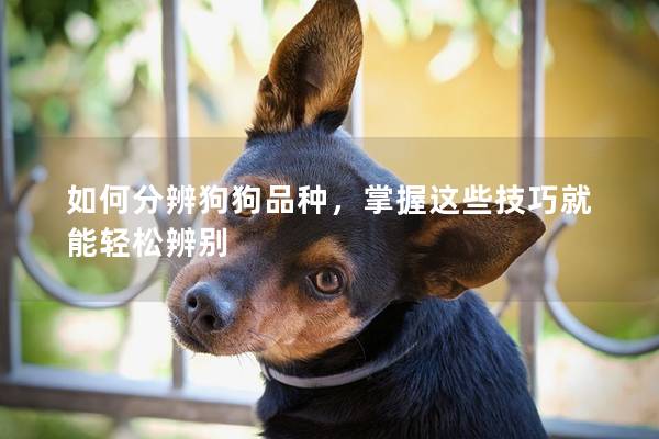 如何分辨狗狗品种，掌握这些技巧就能轻松辨别