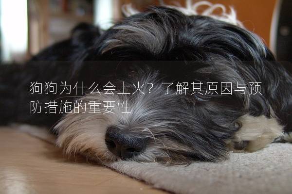 狗狗为什么会上火？了解其原因与预防措施的重要性