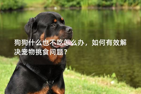 狗狗什么也不吃怎么办，如何有效解决宠物挑食问题？