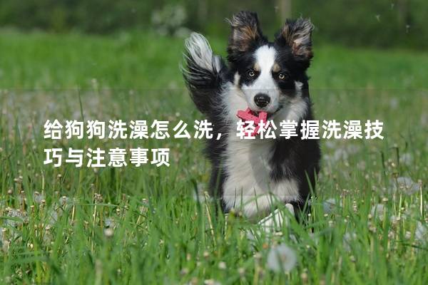 给狗狗洗澡怎么洗，轻松掌握洗澡技巧与注意事项