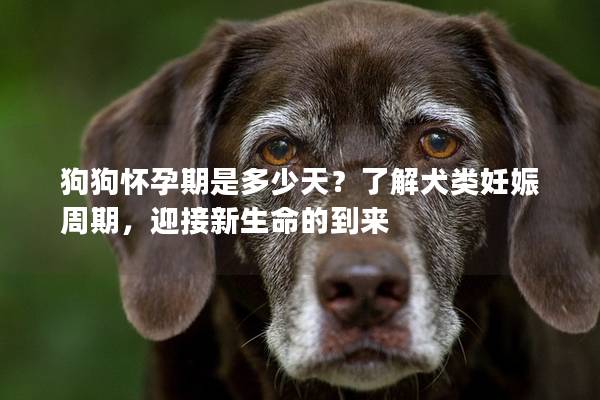 狗狗怀孕期是多少天？了解犬类妊娠周期，迎接新生命的到来