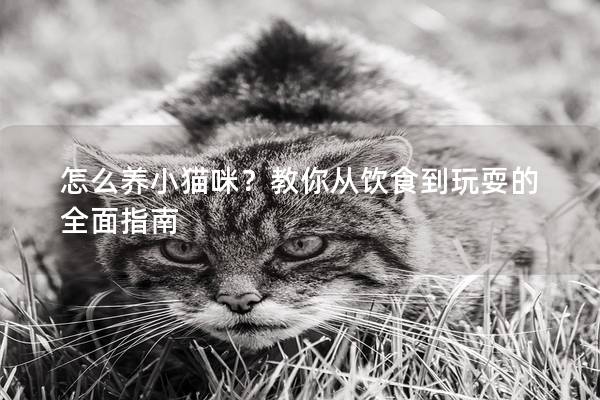 怎么养小猫咪？教你从饮食到玩耍的全面指南