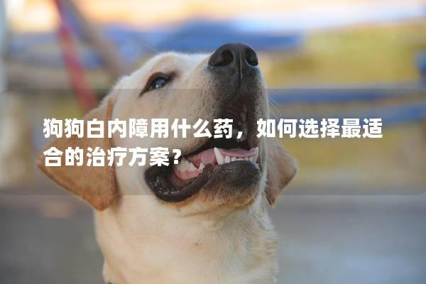 狗狗白内障用什么药，如何选择最适合的治疗方案？
