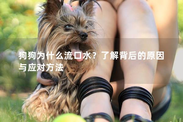狗狗为什么流口水？了解背后的原因与应对方法