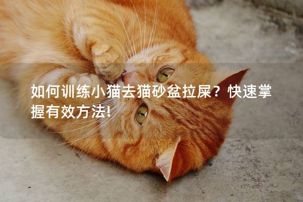 如何训练小猫去猫砂盆拉屎？快速掌握有效方法!
