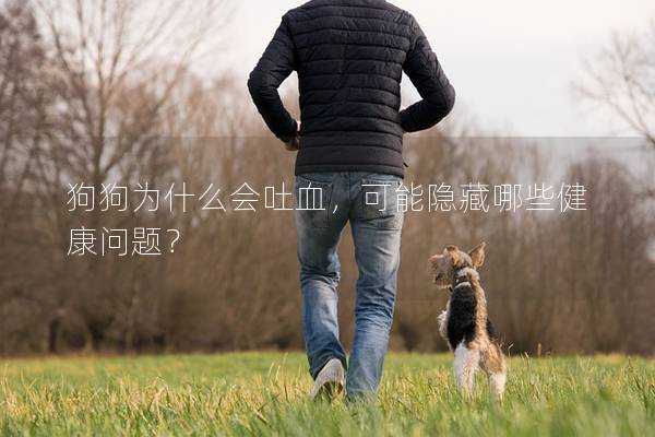 狗狗为什么会吐血，可能隐藏哪些健康问题？