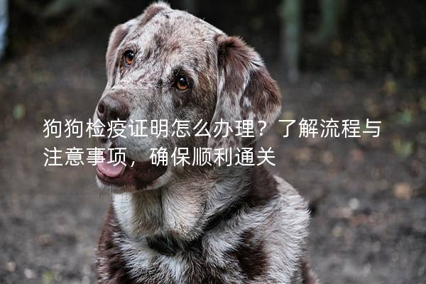 狗狗检疫证明怎么办理？了解流程与注意事项，确保顺利通关