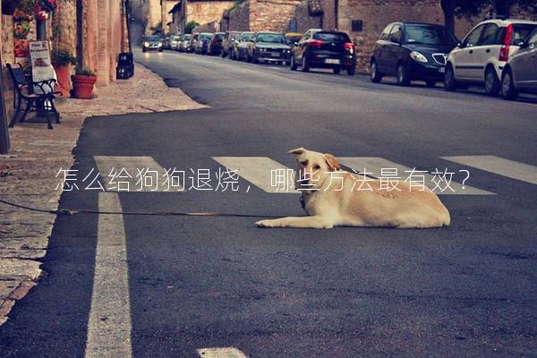 怎么给狗狗退烧，哪些方法最有效？