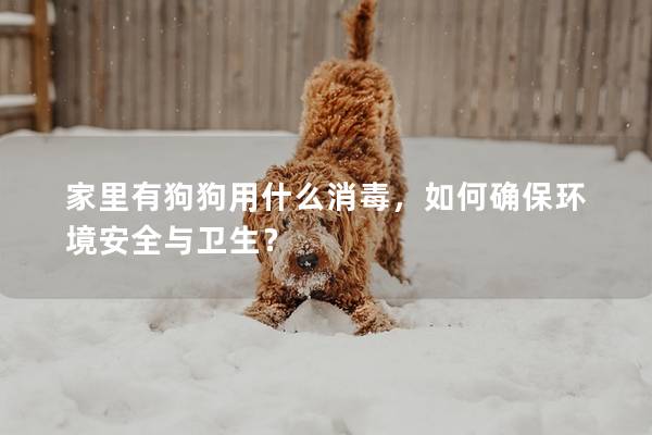 家里有狗狗用什么消毒，如何确保环境安全与卫生？