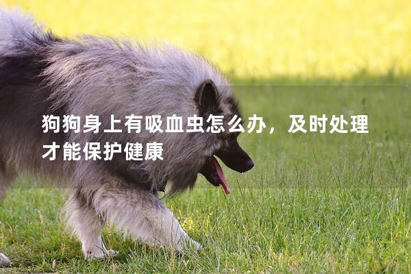 狗狗身上有吸血虫怎么办，及时处理才能保护健康