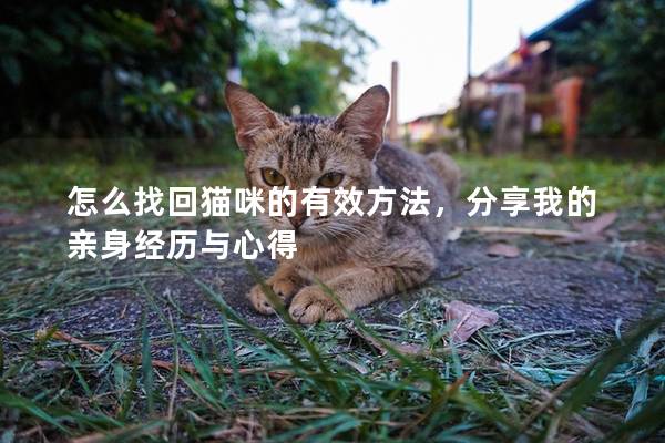 怎么找回猫咪的有效方法，分享我的亲身经历与心得