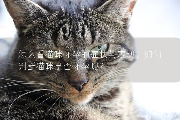 怎么看猫咪怀孕的症状与表现，如何判断猫咪是否怀孕呢？