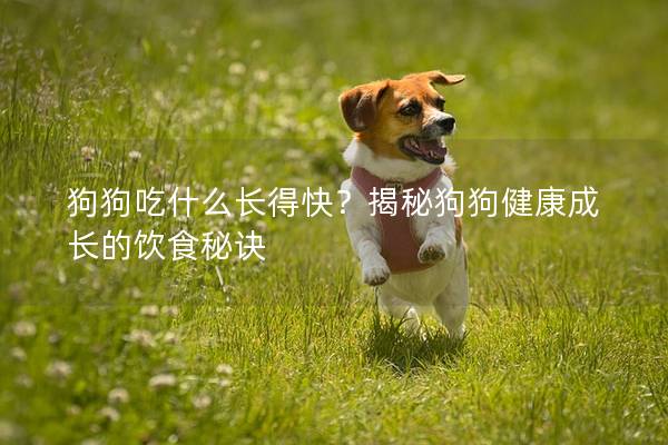 狗狗吃什么长得快？揭秘狗狗健康成长的饮食秘诀