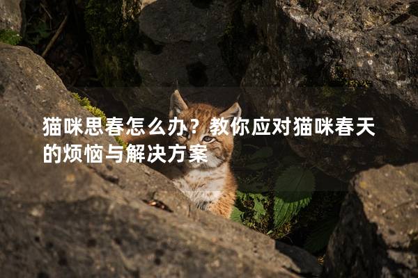猫咪思春怎么办？教你应对猫咪春天的烦恼与解决方案