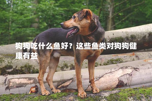 狗狗吃什么鱼好？这些鱼类对狗狗健康有益