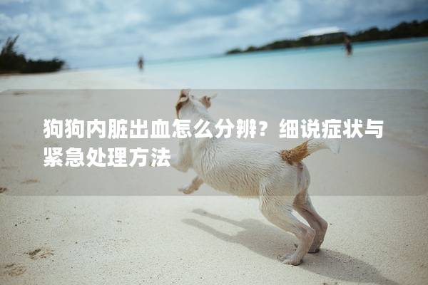 狗狗内脏出血怎么分辨？细说症状与紧急处理方法