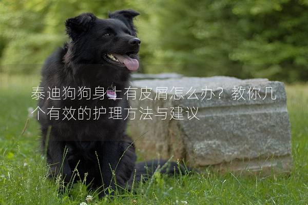泰迪狗狗身上有皮屑怎么办？教你几个有效的护理方法与建议