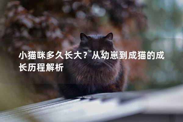小猫咪多久长大？从幼崽到成猫的成长历程解析