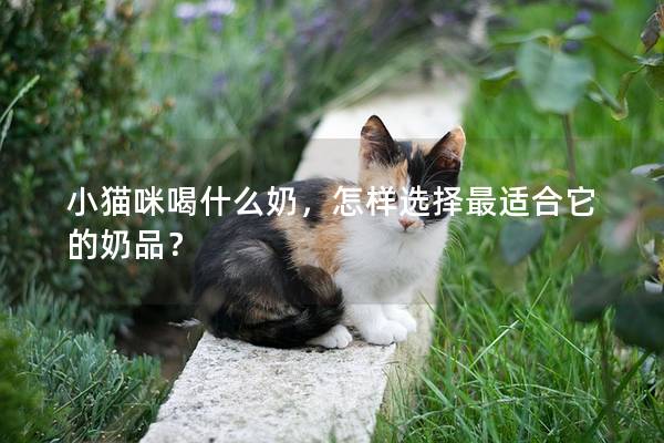 小猫咪喝什么奶，怎样选择最适合它的奶品？
