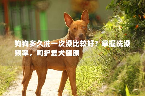 狗狗多久洗一次澡比较好？掌握洗澡频率，呵护爱犬健康