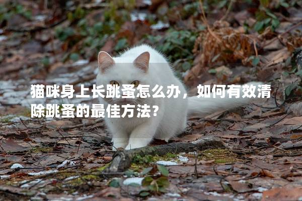 猫咪身上长跳蚤怎么办，如何有效清除跳蚤的最佳方法？
