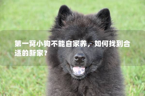 第一窝小狗不能自家养，如何找到合适的新家？