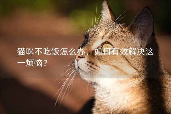 猫咪不吃饭怎么办，如何有效解决这一烦恼？