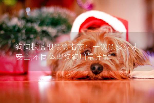 狗狗板蓝根喂食指南：一次喂多少才安全,不同体型狗狗用量详解