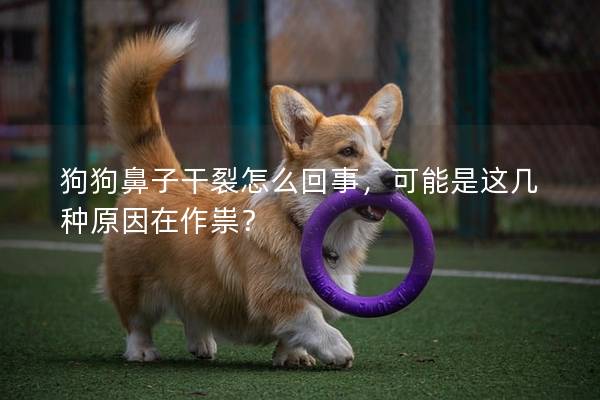 狗狗鼻子干裂怎么回事，可能是这几种原因在作祟？