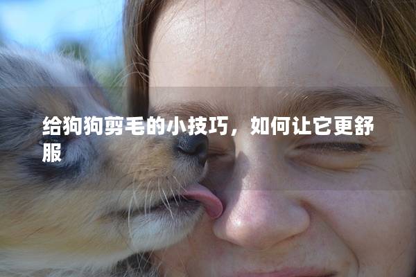 给狗狗剪毛的小技巧，如何让它更舒服
