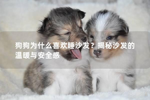 狗狗为什么喜欢睡沙发？揭秘沙发的温暖与安全感