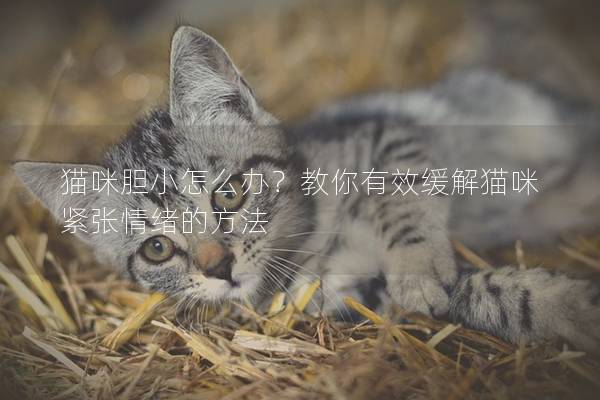猫咪胆小怎么办？教你有效缓解猫咪紧张情绪的方法