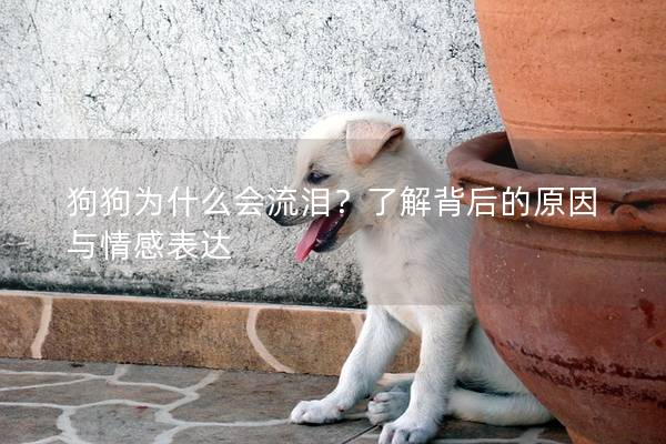 狗狗为什么会流泪？了解背后的原因与情感表达