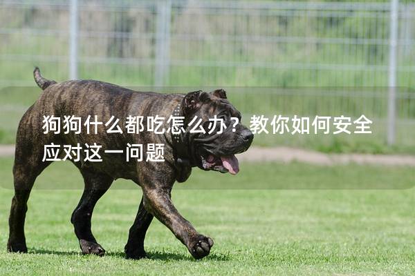 狗狗什么都吃怎么办？教你如何安全应对这一问题