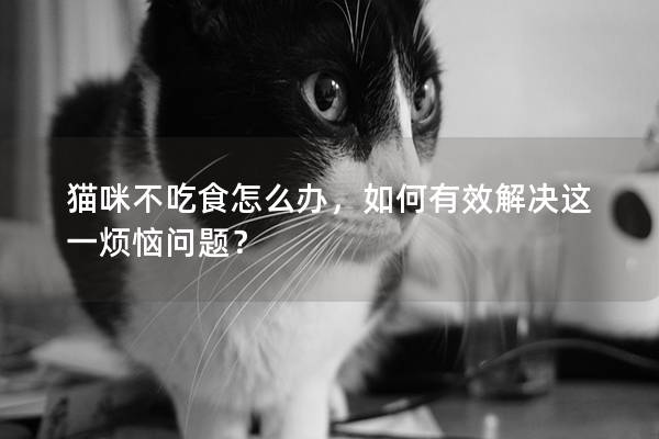 猫咪不吃食怎么办，如何有效解决这一烦恼问题？