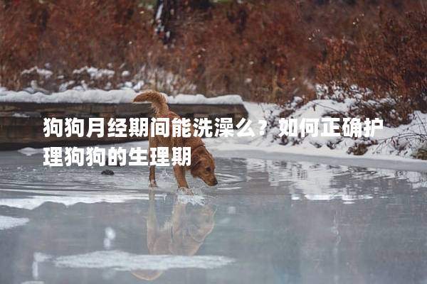 狗狗月经期间能洗澡么？如何正确护理狗狗的生理期