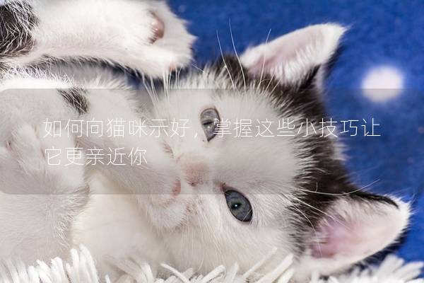 如何向猫咪示好，掌握这些小技巧让它更亲近你