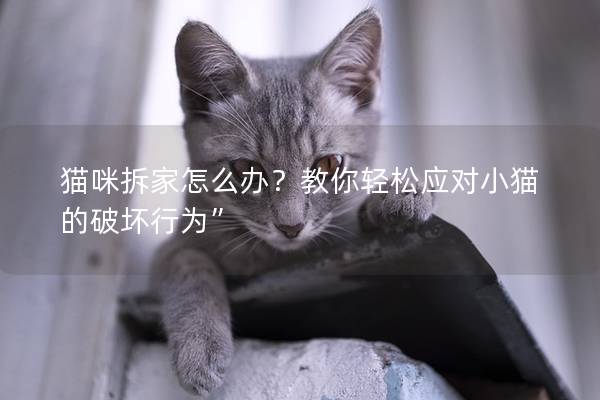 猫咪拆家怎么办？教你轻松应对小猫的破坏行为”