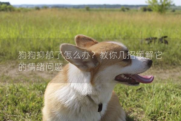 狗狗抑郁了怎么办？教你几招缓解它的情绪问题