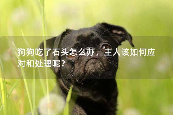 狗狗吃了石头怎么办，主人该如何应对和处理呢？