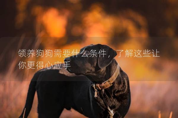 领养狗狗需要什么条件，了解这些让你更得心应手