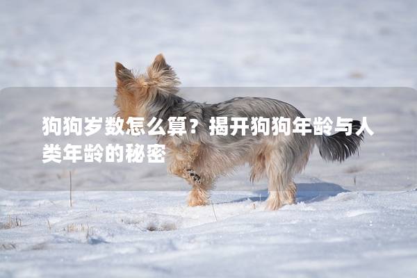 狗狗岁数怎么算？揭开狗狗年龄与人类年龄的秘密