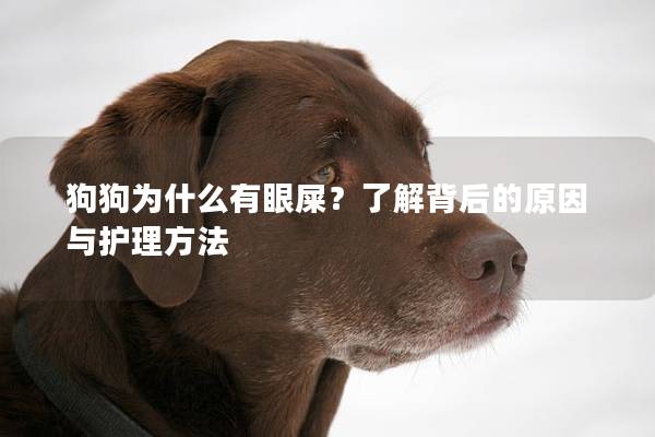狗狗为什么有眼屎？了解背后的原因与护理方法