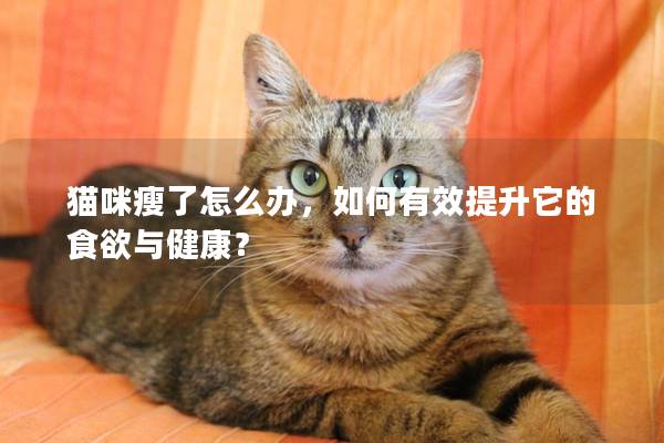 猫咪瘦了怎么办，如何有效提升它的食欲与健康？