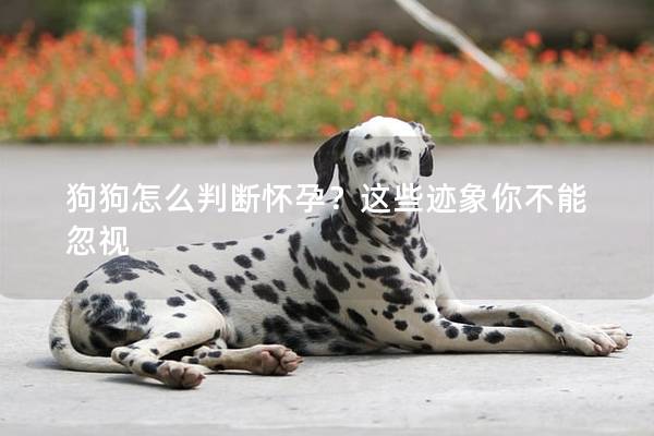 狗狗怎么判断怀孕？这些迹象你不能忽视