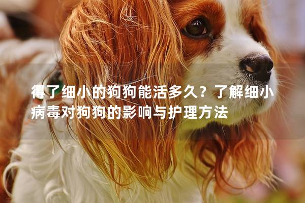 得了细小的狗狗能活多久？了解细小病毒对狗狗的影响与护理方法
