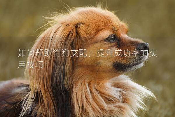 如何帮助狗狗交配，提升成功率的实用技巧