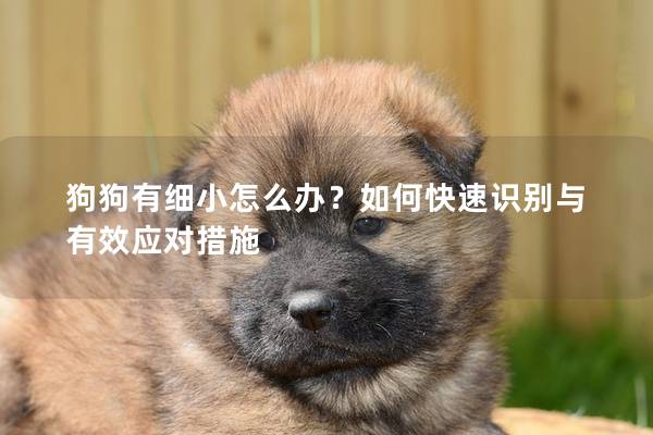 狗狗有细小怎么办？如何快速识别与有效应对措施