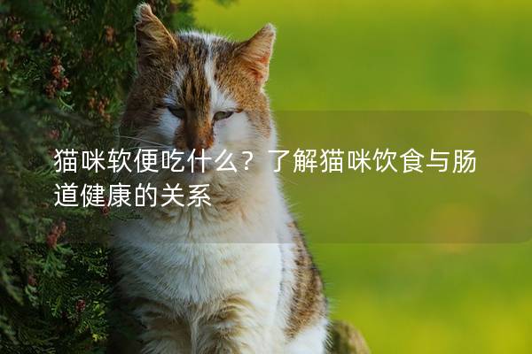 猫咪软便吃什么？了解猫咪饮食与肠道健康的关系